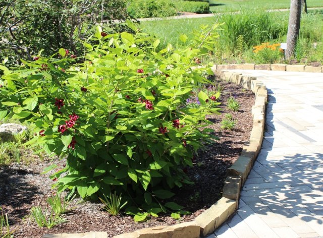 Чем хорош каликант и почему его стоит посадить в саду