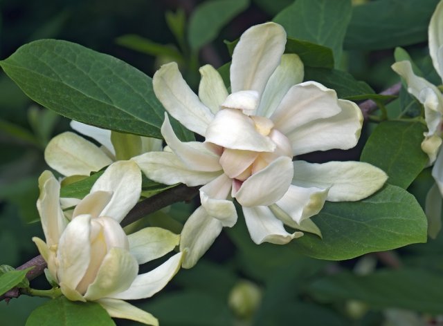 Чем хорош каликант и почему его стоит посадить в саду