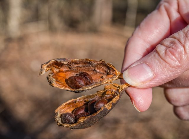 Чем хорош каликант и почему его стоит посадить в саду