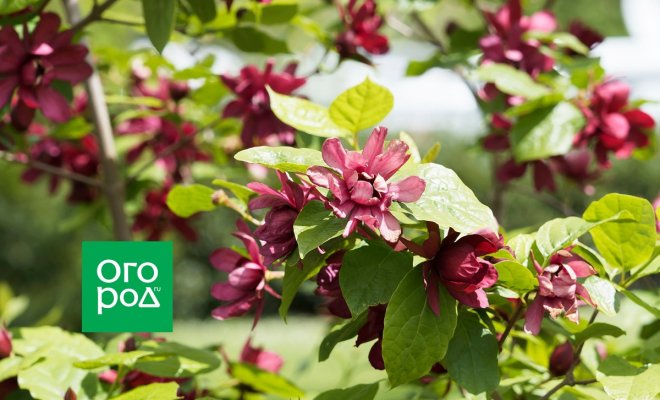 chem-horosh-kalikant-i-pochemu-ego-stoit-posadit-v-sadu-e81bd34