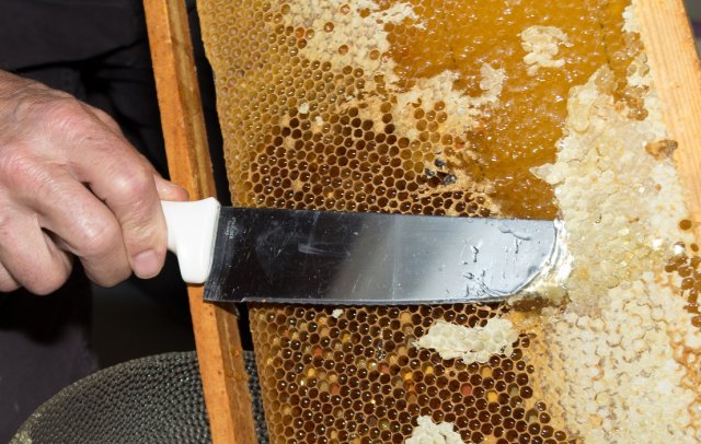 Чем полезны продукты пчеловодства: мед, перга, прополис, забрус, маточное молочко