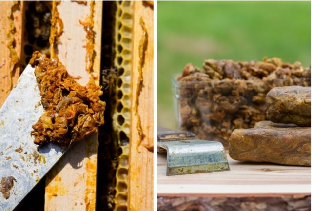 Чем полезны продукты пчеловодства: мед, перга, прополис, забрус, маточное молочко