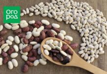 Фасоль: полезные свойства, особенности хранения и приготовления