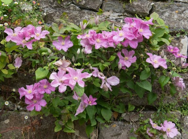 Как быстро преобразить сад: простые идеи с фото 