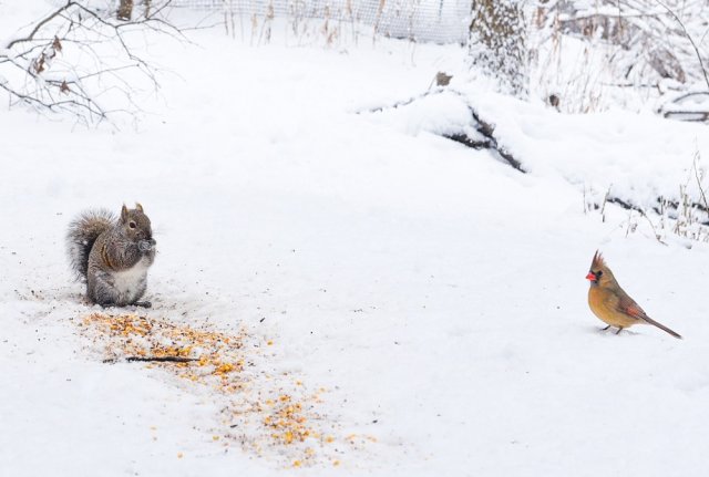 Как помочь птицам и животным в морозы
