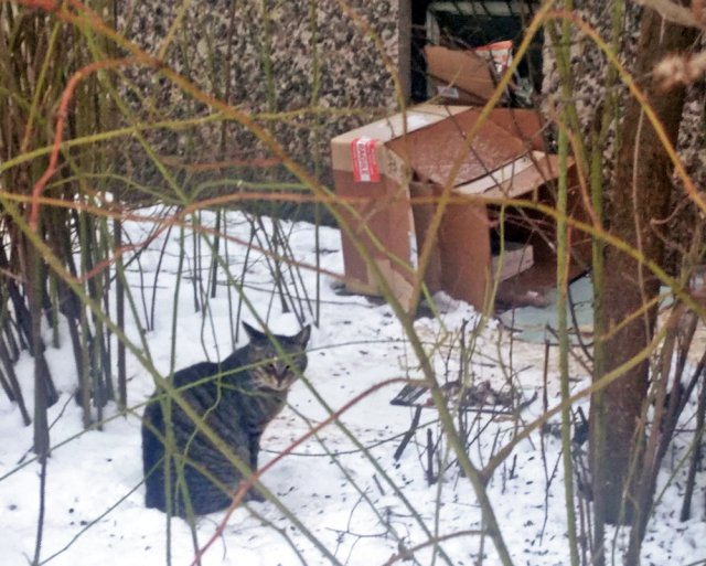 Как помочь птицам и животным в морозы