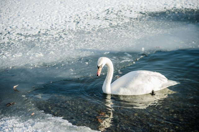 Как помочь птицам и животным в морозы