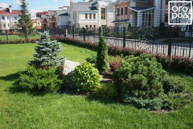 Как составить красивую композицию из хвойных: 9 оригинальных идей с фото 