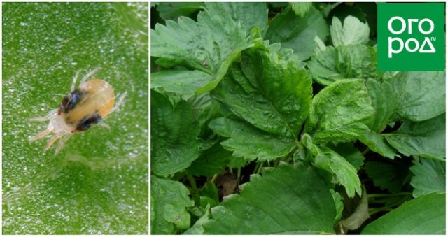 Календарь ухода за ремонтантной клубникой 