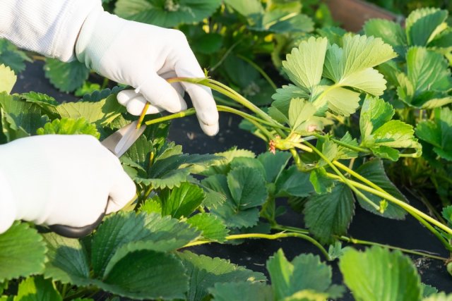 Календарь ухода за ремонтантной клубникой 