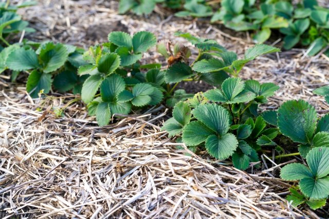 Календарь ухода за ремонтантной клубникой 