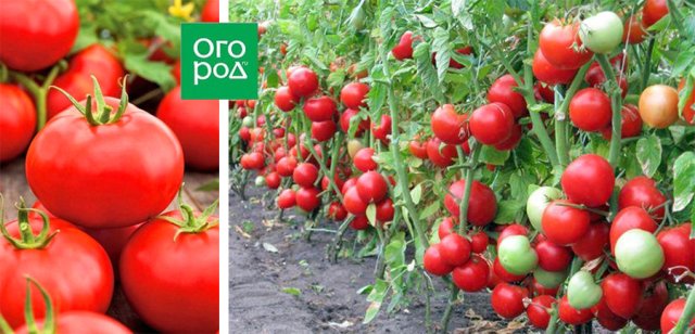 Самые сладкие и сочные: 15 сортов и гибридов томатов, которые вкуснее всего есть свежими 