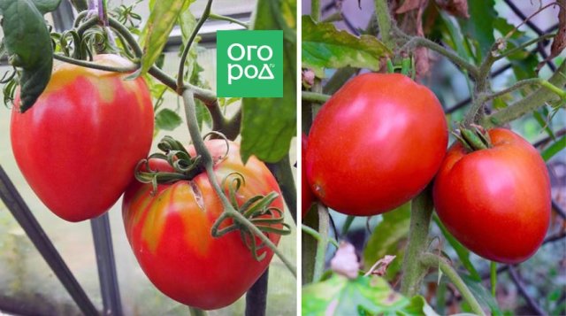 Самые сладкие и сочные: 15 сортов и гибридов томатов, которые вкуснее всего есть свежими 