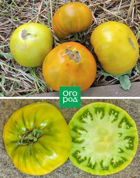 Самые сладкие и сочные: 15 сортов и гибридов томатов, которые вкуснее всего есть свежими 
