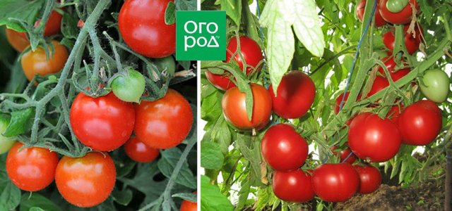 Самые сладкие и сочные: 15 сортов и гибридов томатов, которые вкуснее всего есть свежими 