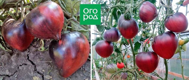 Самые сладкие и сочные: 15 сортов и гибридов томатов, которые вкуснее всего есть свежими 