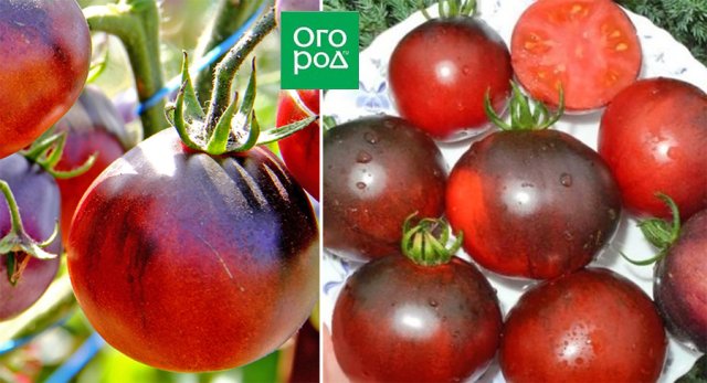 Самые сладкие и сочные: 15 сортов и гибридов томатов, которые вкуснее всего есть свежими 