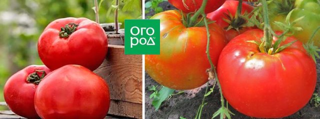 Самые сладкие и сочные: 15 сортов и гибридов томатов, которые вкуснее всего есть свежими 