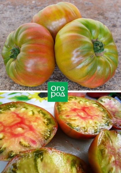 Самые сладкие и сочные: 15 сортов и гибридов томатов, которые вкуснее всего есть свежими 