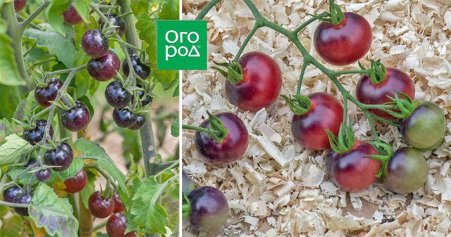 Самые сладкие и сочные: 15 сортов и гибридов томатов, которые вкуснее всего есть свежими 