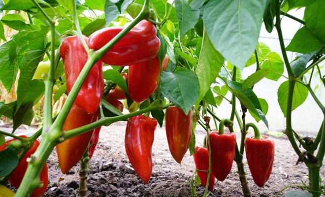 sorta-bolgarskogo-perca-proverennye-godami-ac7f4db