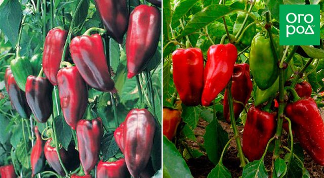 Сорта болгарского перца, проверенные годами