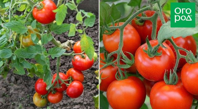 Справится даже начинающий: некапризные сорта и гибриды томатов для дачников-новичков 