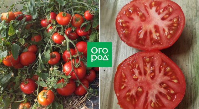 Справится даже начинающий: некапризные сорта и гибриды томатов для дачников-новичков 