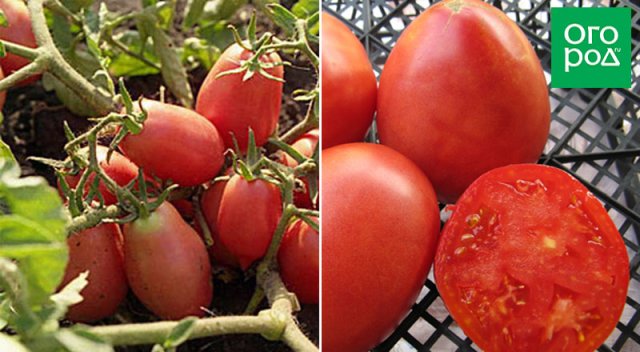 Справится даже начинающий: некапризные сорта и гибриды томатов для дачников-новичков 