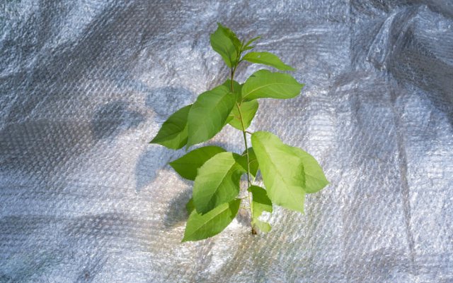 Воздушно-пузырьковая пленка: применение дома и на даче 