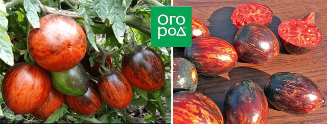 13 томатов, устойчивых к кладоспориозу 