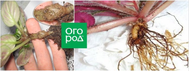 Чем болеют комнатные фиалки и как их лечить 