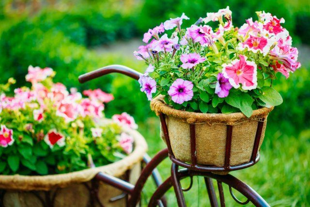 Какие цветы сеют на рассаду в феврале 