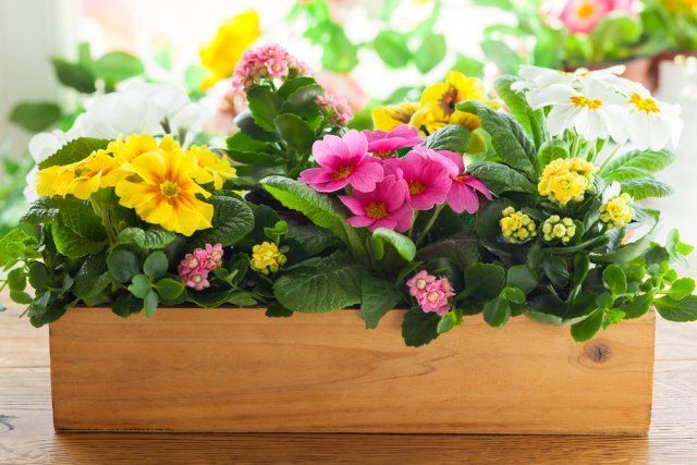 Какие цветы сеют на рассаду в феврале 