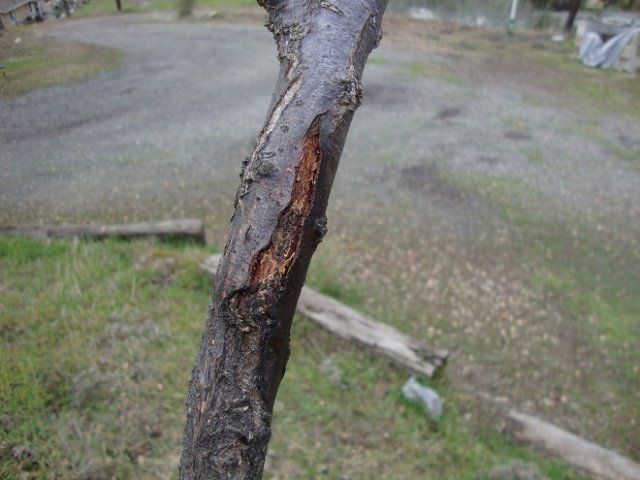 Опасное светило: солнечные ожоги коры деревьев и других растений 
