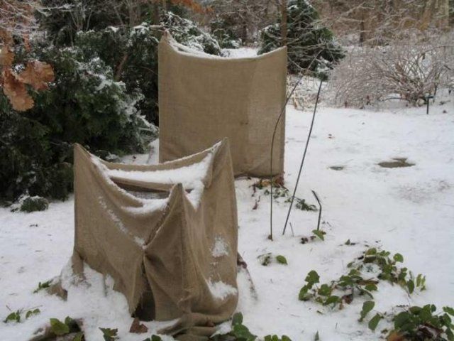 Опасное светило: солнечные ожоги коры деревьев и других растений 