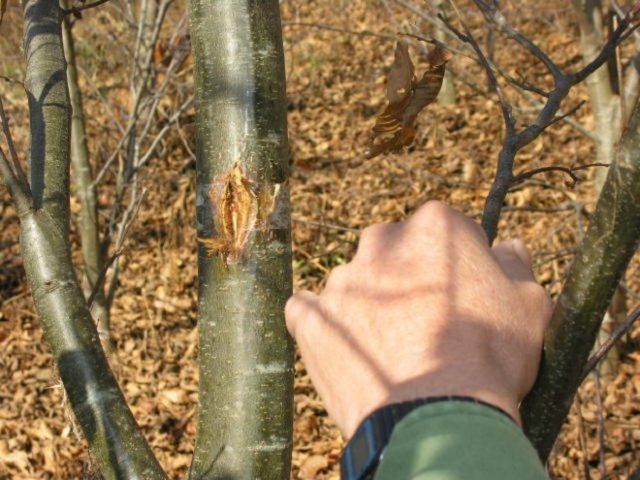 Опасное светило: солнечные ожоги коры деревьев и других растений 