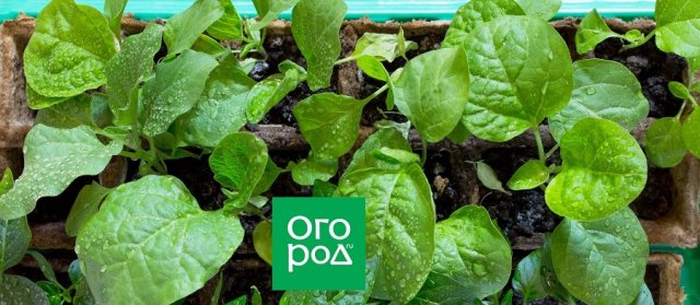 Закаливание рассады: пошаговая инструкция для основных культур 