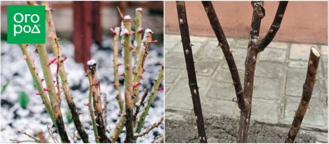 Как понять, что розы не перезимовали 