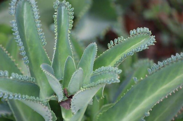 Лох, трахелоспермум, хуерния и другие растения с "ругательными" названиями