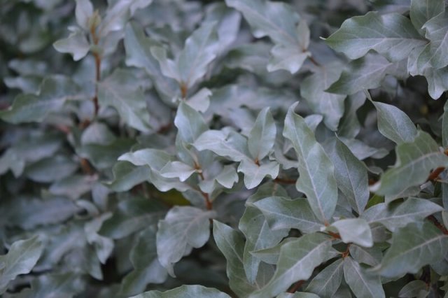 Лох, трахелоспермум, хуерния и другие растения с "ругательными" названиями