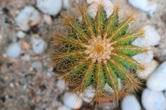 Лох, трахелоспермум, хуерния и другие растения с "ругательными" названиями