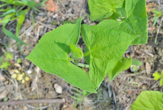 Лох, трахелоспермум, хуерния и другие растения с "ругательными" названиями