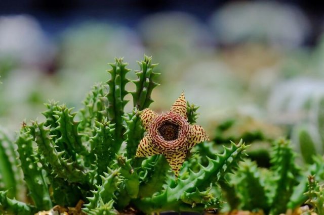 Лох, трахелоспермум, хуерния и другие растения с "ругательными" названиями