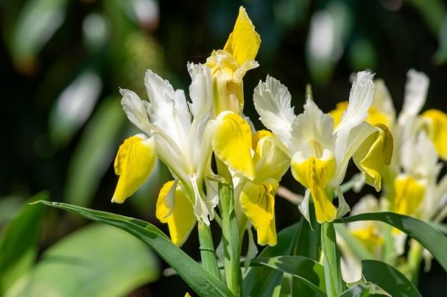 Лох, трахелоспермум, хуерния и другие растения с "ругательными" названиями