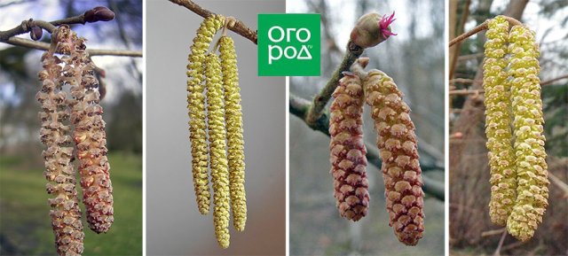 Всем сестрам по серьгам 
