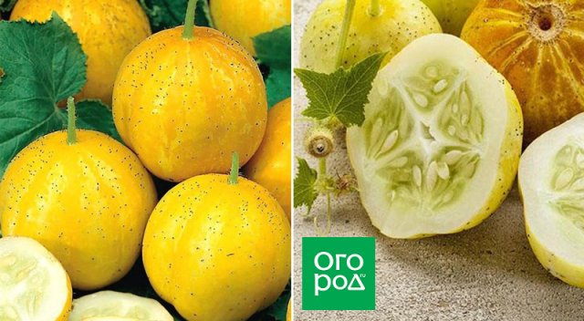 10 небанальных овощей для дачников-экспериментаторов 