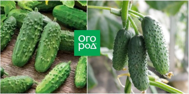 10 сортов и гибридов огурцов для балкона и подоконника 