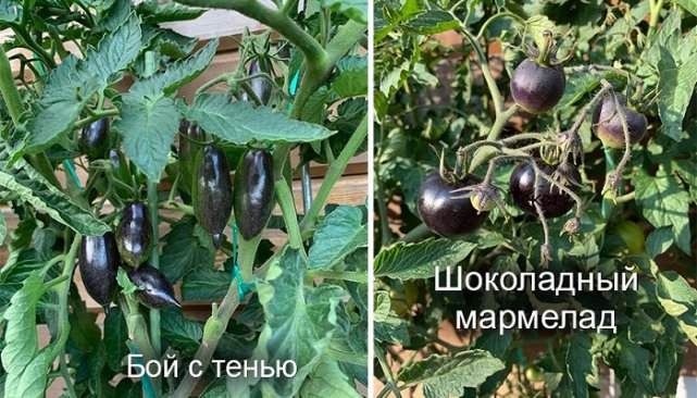 6 необычных способов выращивания томатов от наших читателей 