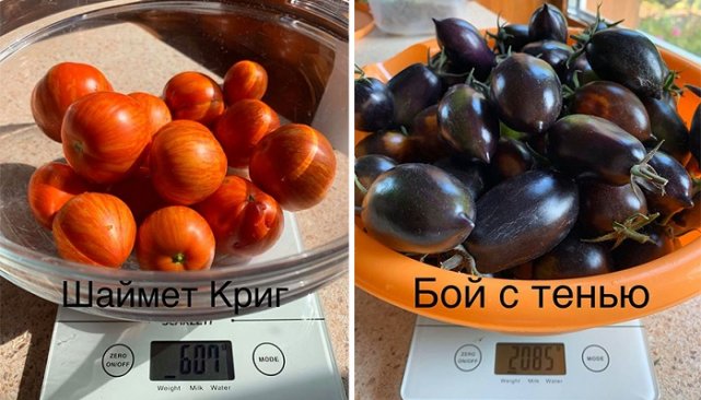 6 необычных способов выращивания томатов от наших читателей 